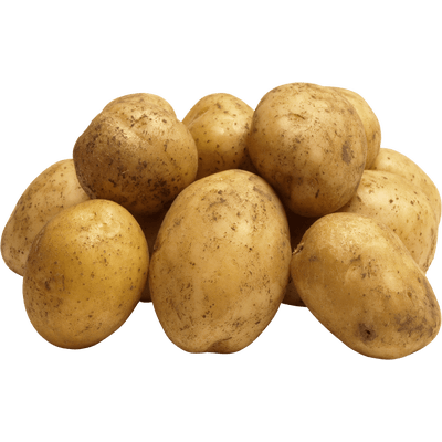 Øko kartofler – ny sort Ditta