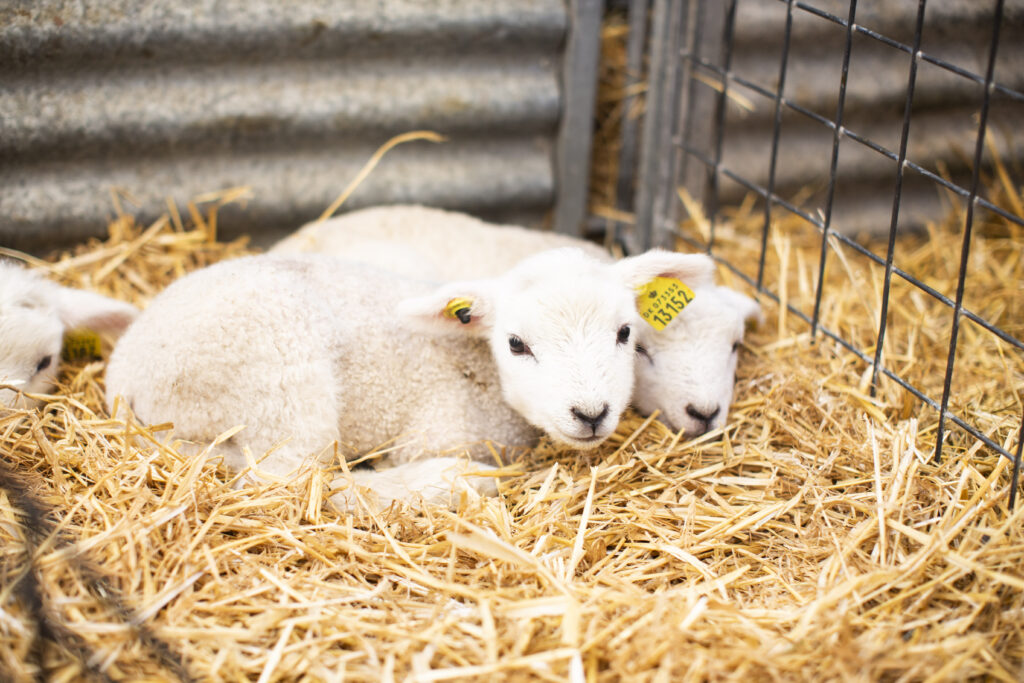 Åben stald: Hils på de nyfødte lam